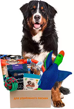 Present Large Breed Box