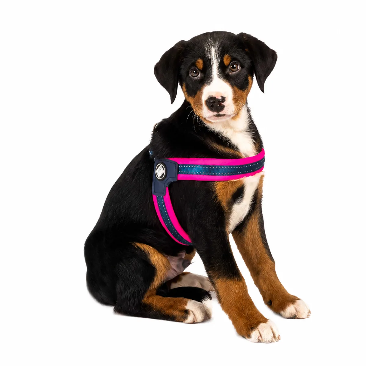 Анатомічна шлея для собак Matrix Q-Fit Harness